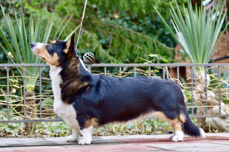 SEVASTOPOLSKIY VALS VENI VIDI VICI | Cardigan Welsh Corgi 