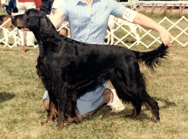 Tri-Sett Dewers | Gordon Setter 