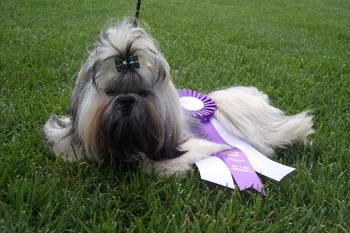 Hai Sing's Ms Cocoa Delight | Shih Tzu 