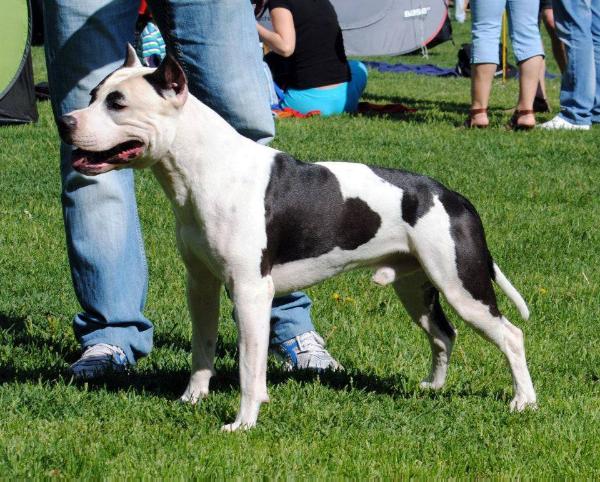 Willynwood Chopper | American Staffordshire Terrier 
