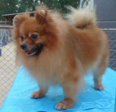 Morgan's Malee My Flower | Pomeranian 
