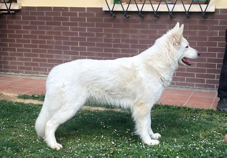 Lungoresina FIORA | White Swiss Shepherd Dog 