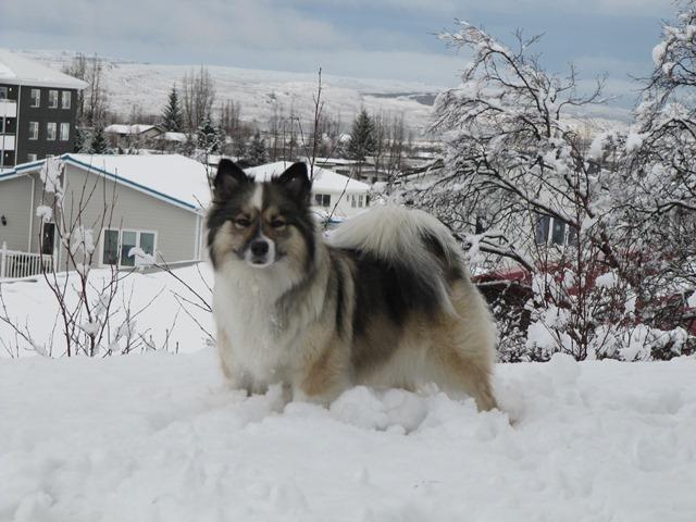 Bjarkarkots Hekla | Icelandic Sheepdog 