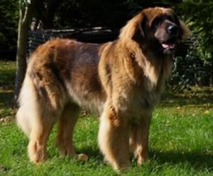 Princessa Zoja Ligocka Wataha | Leonberger 