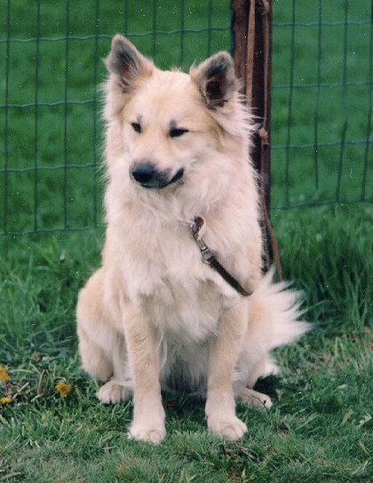 Tuulenpuuskan Drifa | Icelandic Sheepdog 