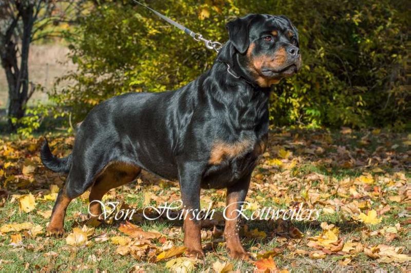 Emelie Von Hirsch | Rottweiler 