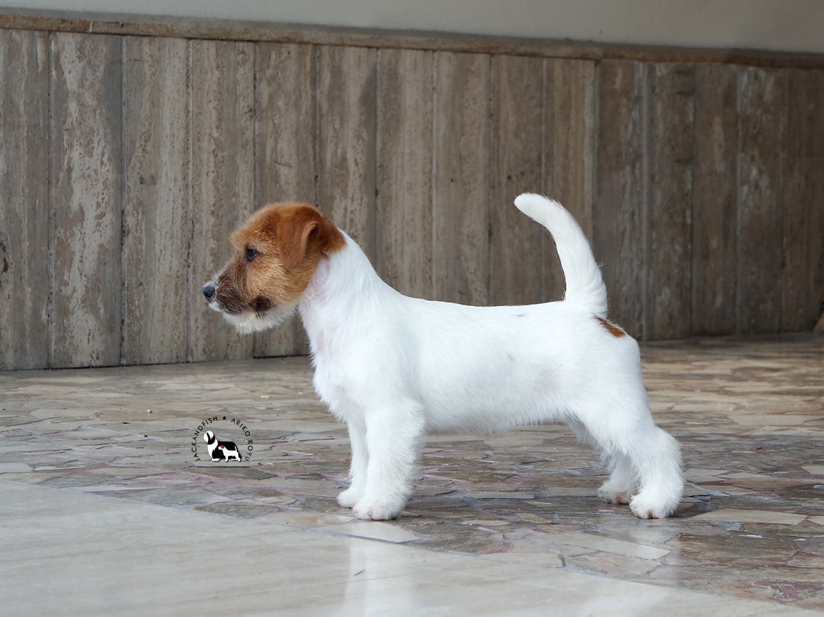 Jackandfish Marshmallow | Jack Russell Terrier 