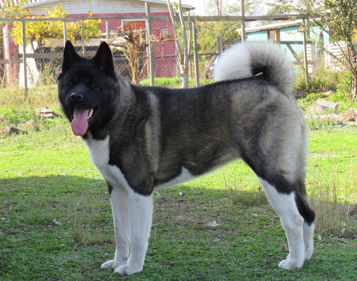 Kamba | Akita 