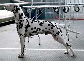 Mirmas Braveheart | Dalmatian 