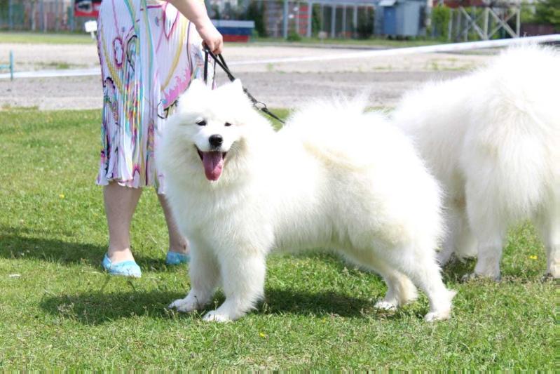 Sormovskaya Zarya Legenda Severa | Samoyed 