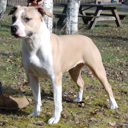 Sugar Daddys  X-Z Puma The Stripper | American Staffordshire Terrier 