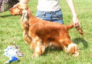 MY DECAMERONE COPPER COIN | English Cocker Spaniel 