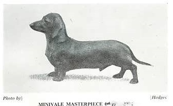 Minivale Masterpiece | Dachshund 