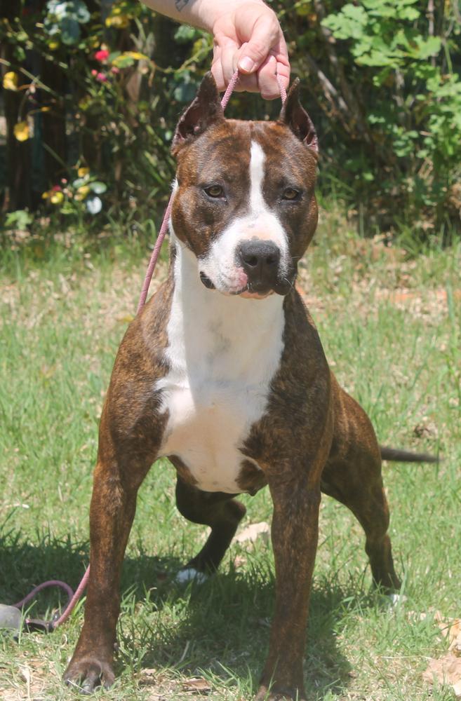 Moon Rock landi s Golden Brindle | American Staffordshire Terrier 