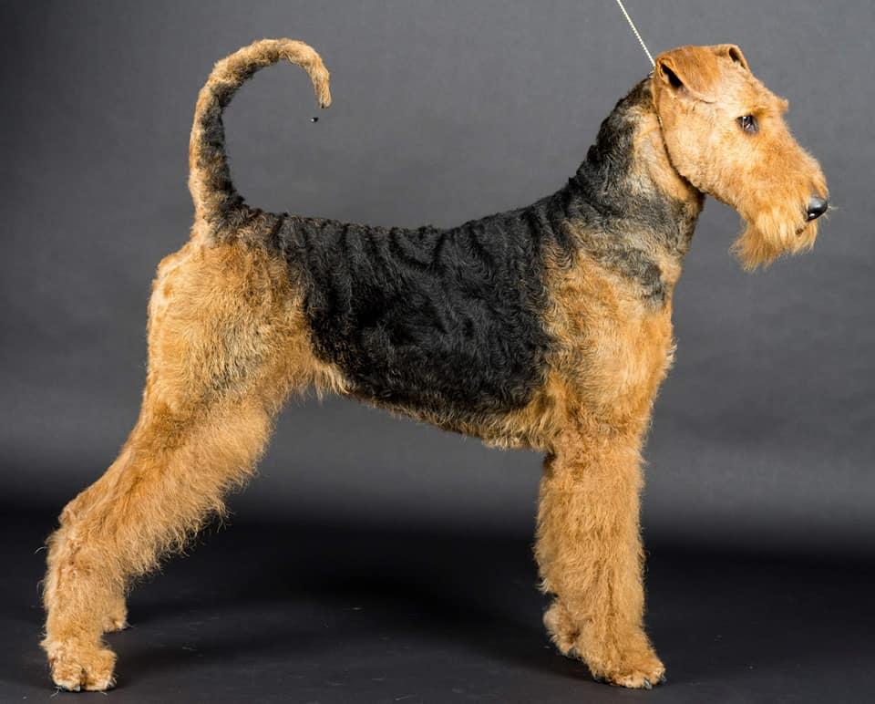 BOHEMIAN RHAPSODI DE AIRE NIEMEYER | Airedale Terrier 