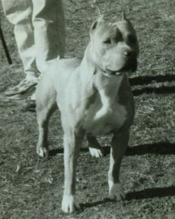 Prodigy'S blue cowboy | American Pit Bull Terrier 