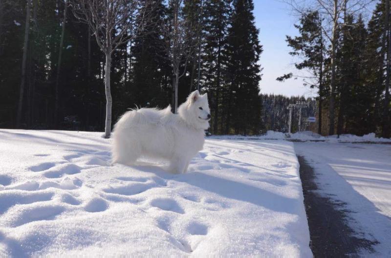 Belyi Volk Arctic Star | Samoyed 