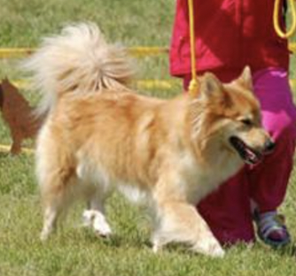 Solargeisli Soley | Icelandic Sheepdog 