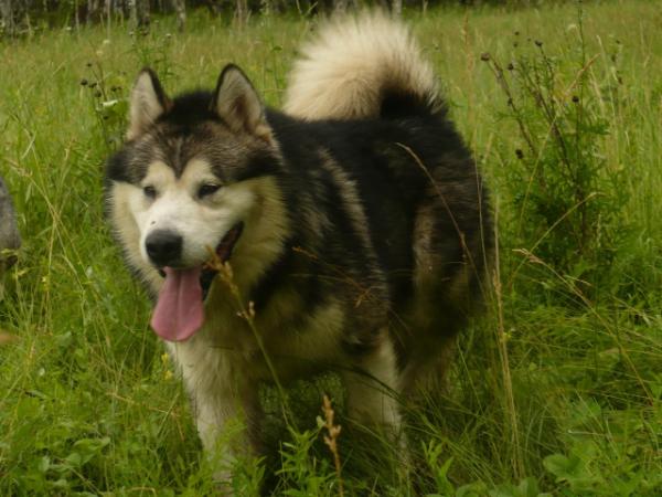 Vintage Point Caria Man | Alaskan Malamute 