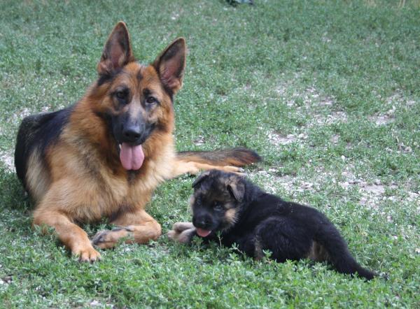 Margot di Casa Schwarz | German Shepherd Dog 