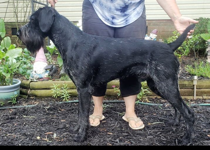 Indigo Od Abaje | German Wirehaired Pointer 