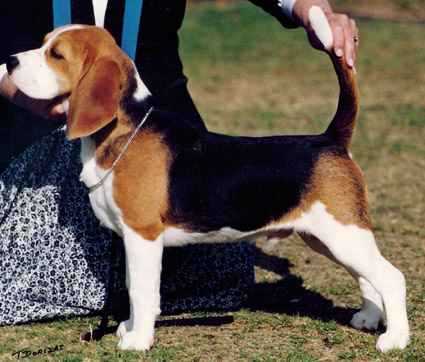 NANGUNYAH SMOKESCREEN | Beagle 