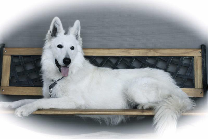 Hard Elise of Angelotti | White Swiss Shepherd Dog 