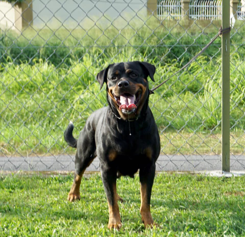 The Rock Omega Unsa | Rottweiler 