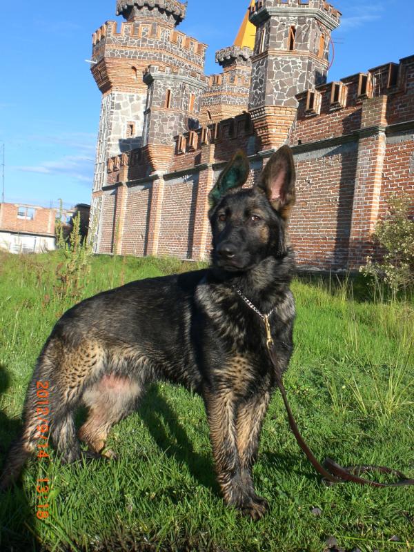 arya von arjona | German Shepherd Dog 