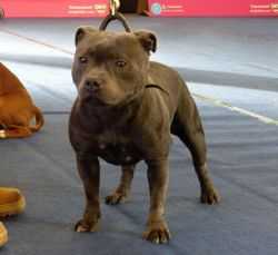 WILD LADY BLUE OF CANTERBURY | Staffordshire Bull Terrier 