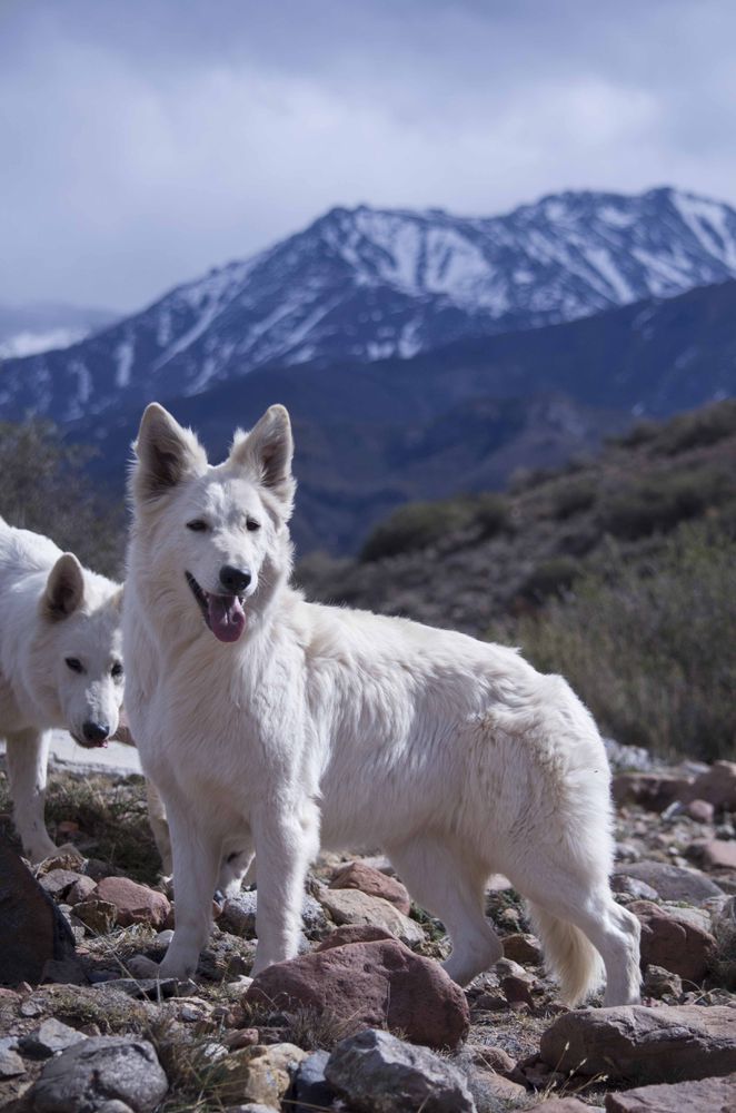 I'M HUA MULAN Mountain Wolves | White Swiss Shepherd Dog 