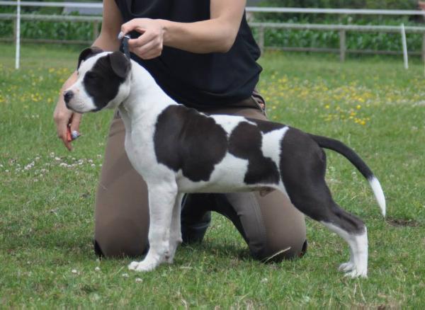 Beautiful By Nature American Jewel | American Staffordshire Terrier 