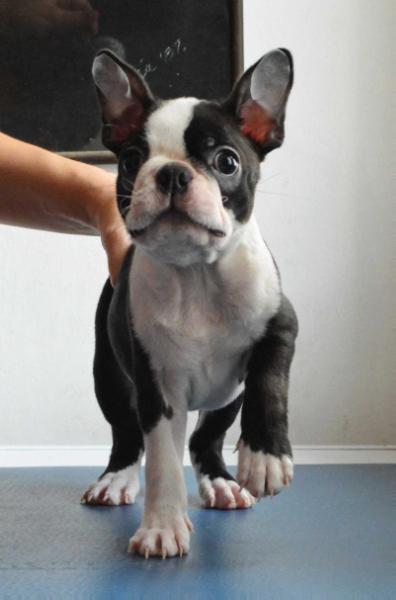 First Prince After King von Rotenschuhen | Boston Terrier 