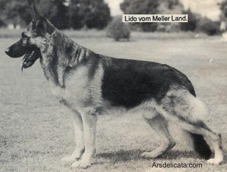 Lido vom Meller Land | German Shepherd Dog 