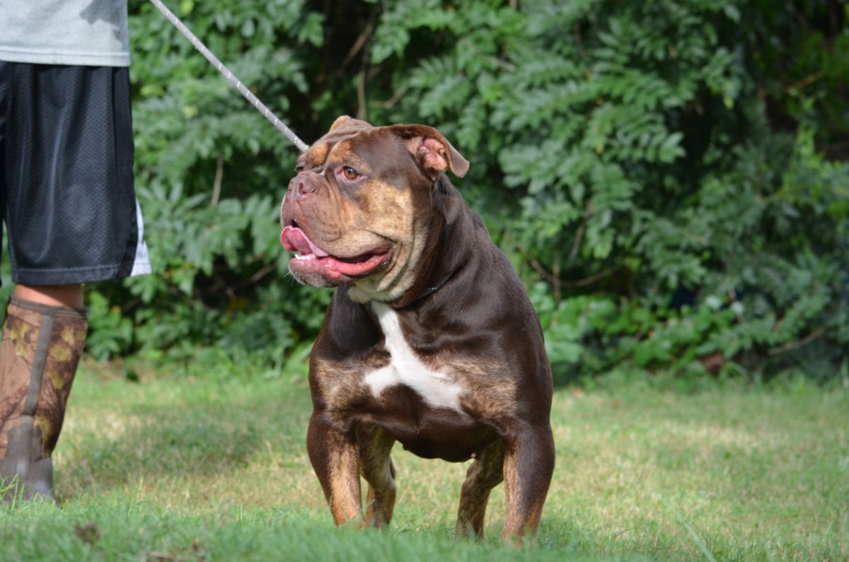 KHAOS' KEELA | Olde English Bulldogge 