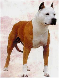 Pecan's Fiddlesticks of Schaller | American Staffordshire Terrier 