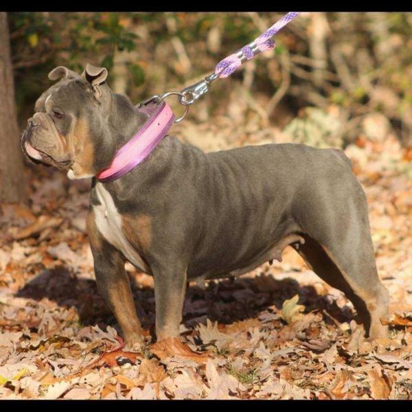 Walkoff Bulldogz Penny | Olde English Bulldogge 