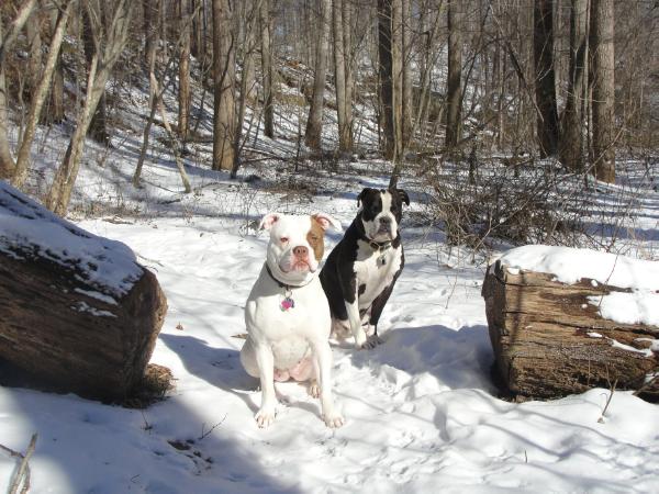 Evans Sunny Elsie | American Bulldog 