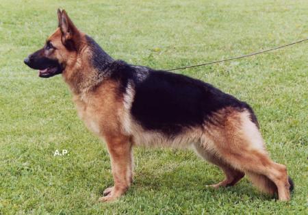 Selina vom Fichtenschlag | German Shepherd Dog 