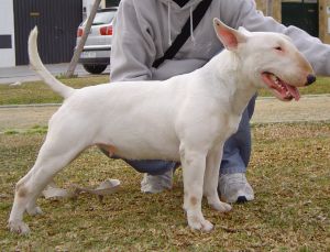 Hestia de Lord Bull | Bull Terrier 