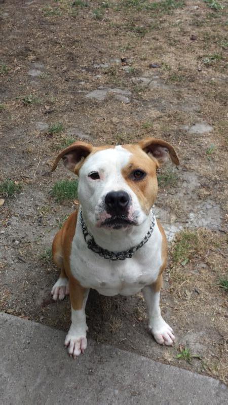 day by day paloma bel | American Staffordshire Terrier 