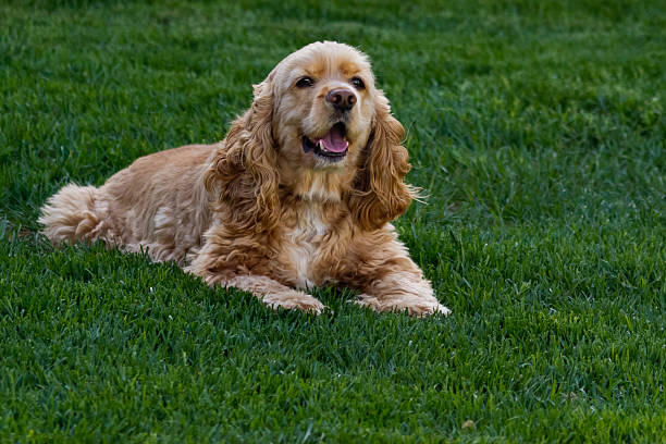 American Cocker Spaniel