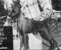 Carlee Southern Prancer | Miniature Pinscher 