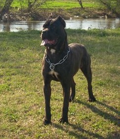 Xerox-Xia Custodi Nos | Cane Corso 