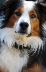 Carrington-Gray's Elvis | English Shepherd 