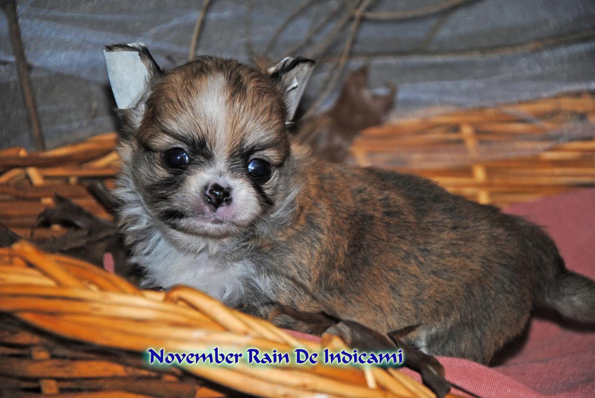 November Rain De Indicami | Chihuahua 