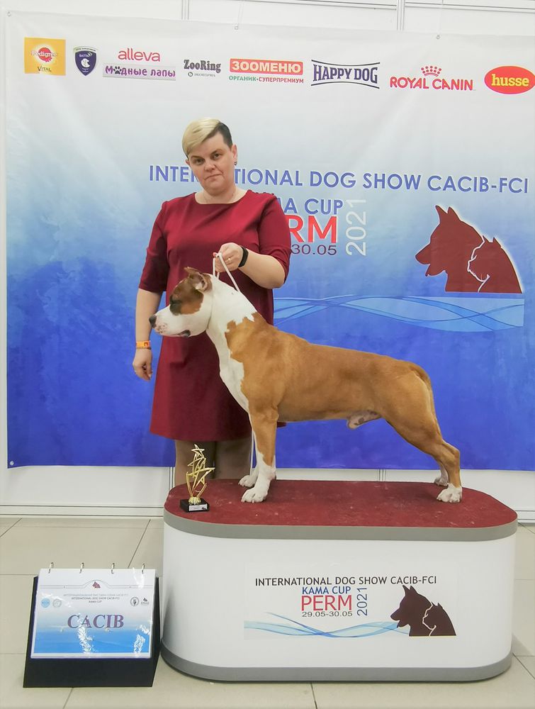 Orach Time Sunny Sugar Boy | American Staffordshire Terrier 