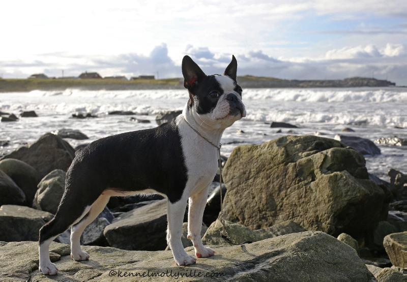 Mollyville's Eternal Sunkissed Girl | Boston Terrier 