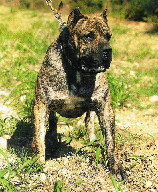 Vasco de Casa del Presa | Perro de Presa Canario 