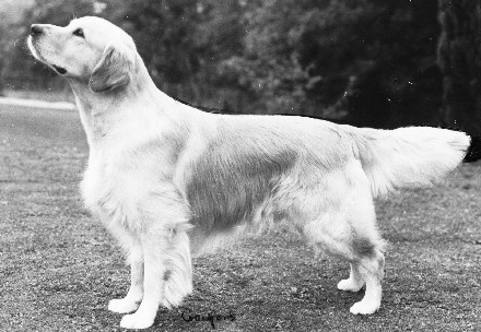 Garbank Special Edition of Lislone | Golden Retriever 